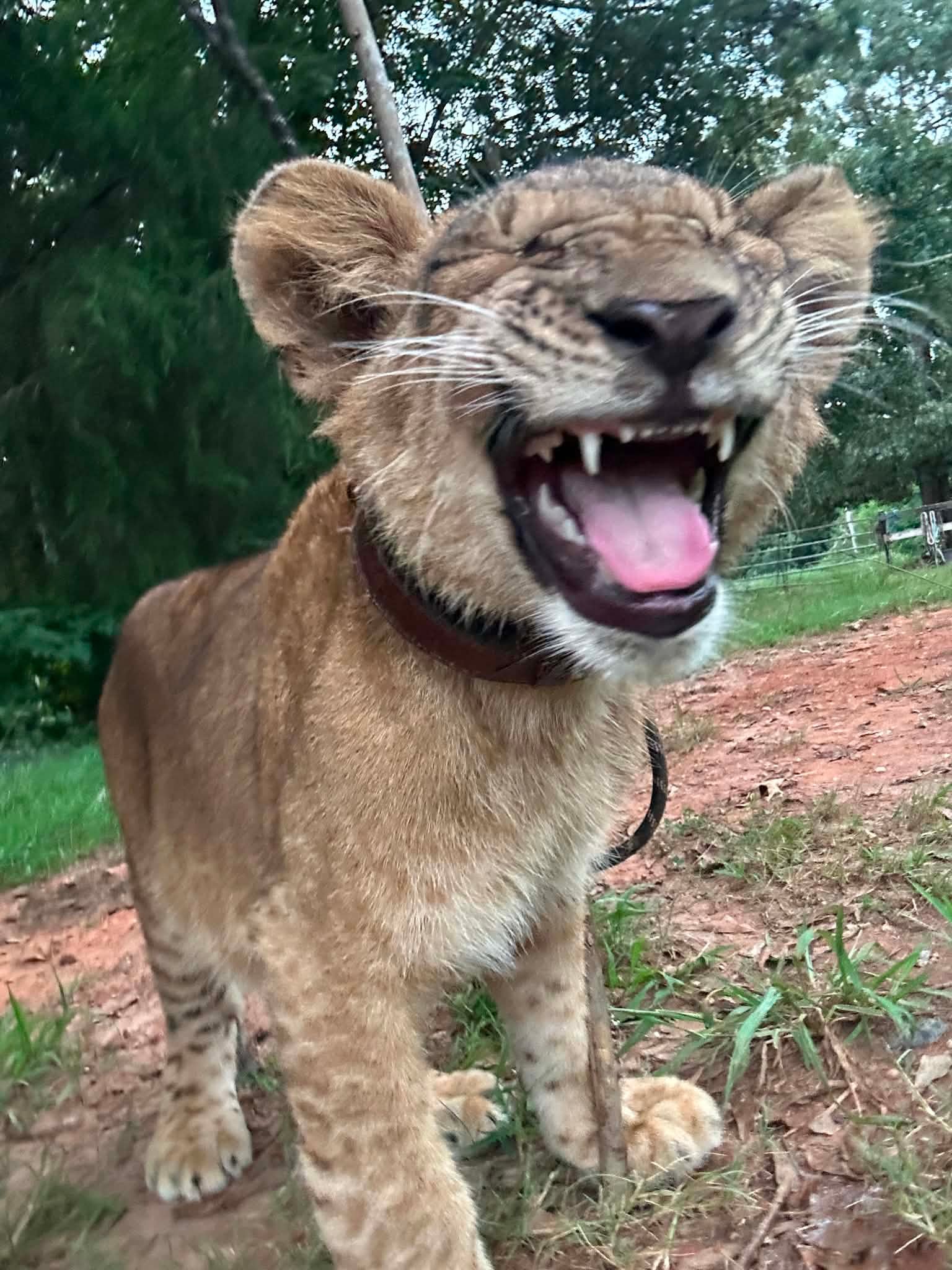 Milele animal care archive photograph