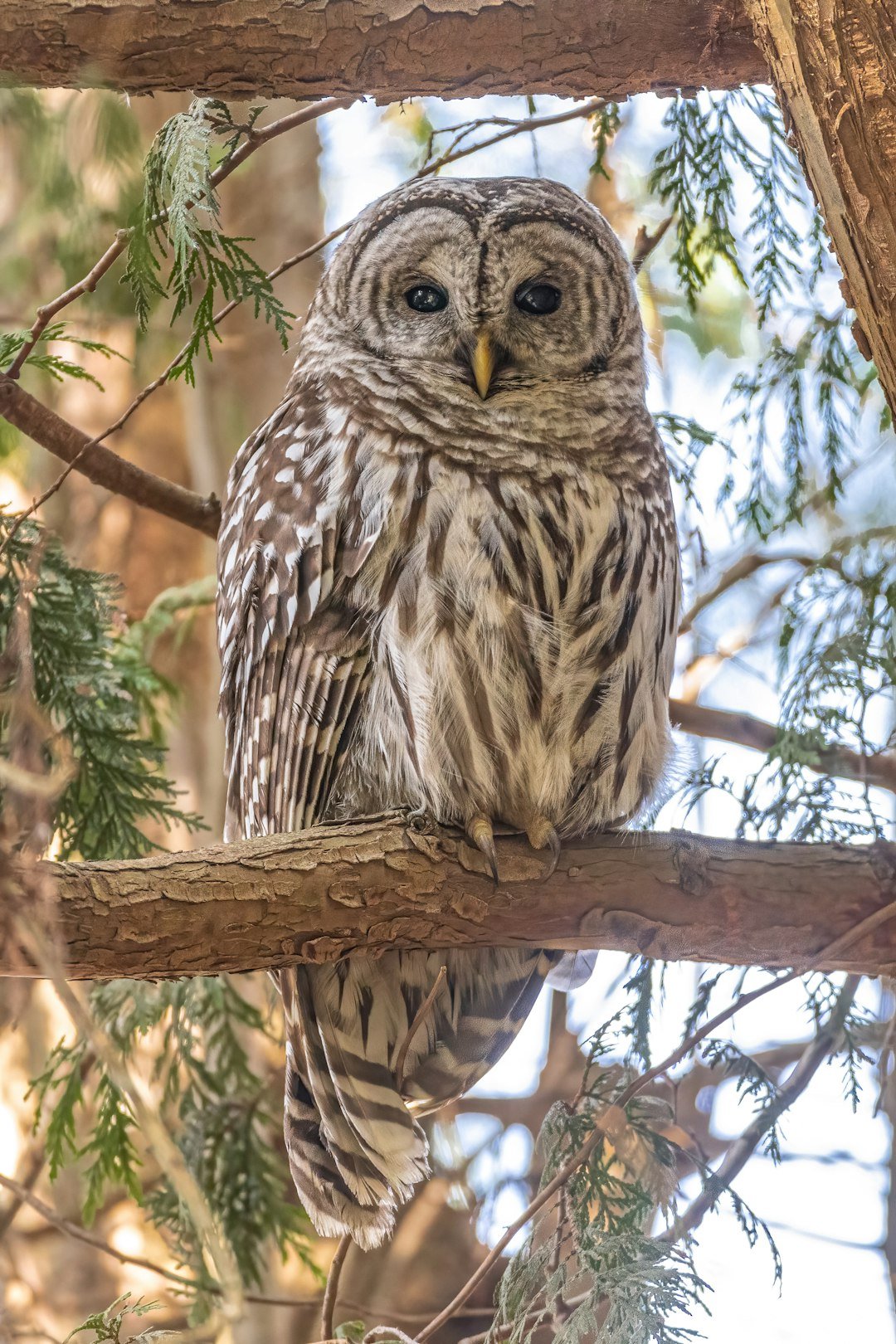 Owl portrait