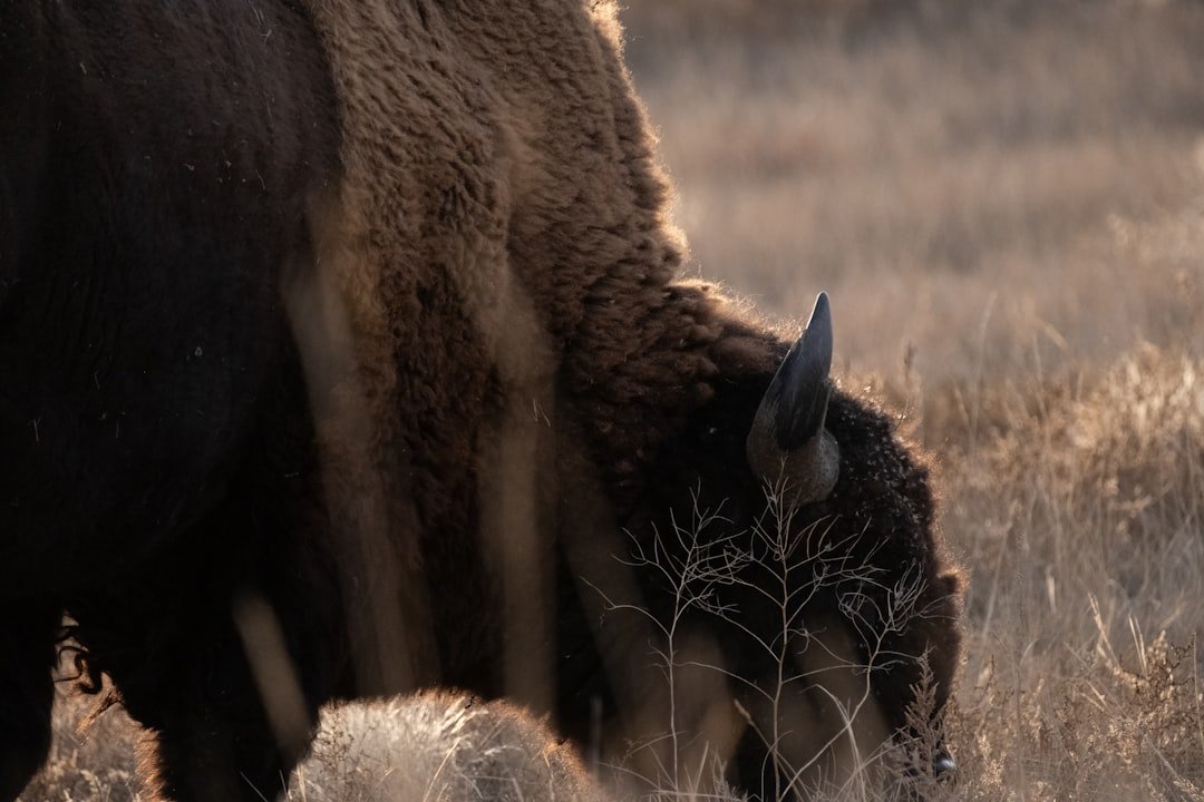 Wildlife conservation editorial image