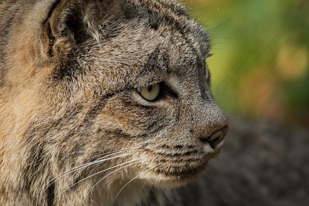 Bobcat portrait