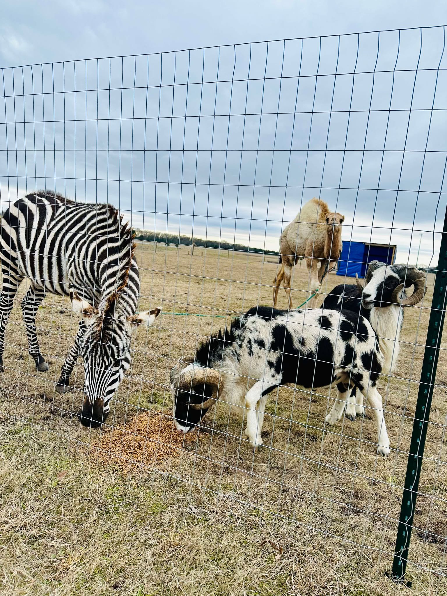 Wildlife photograph from the Milele archive