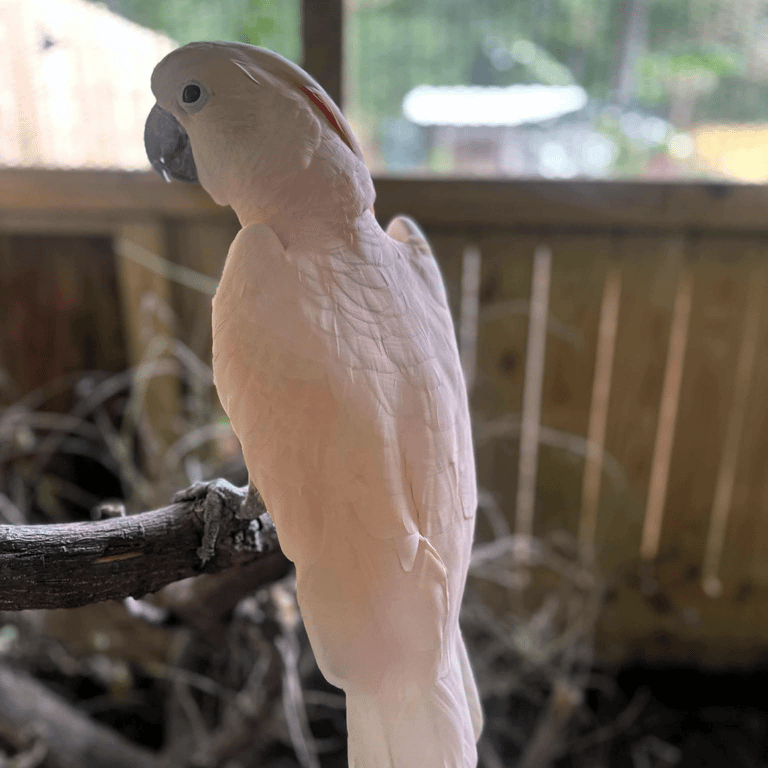 Moluccan cockatoo portrait
