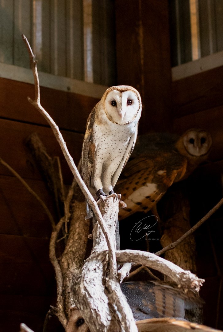 Wildlife photograph from the Milele archive