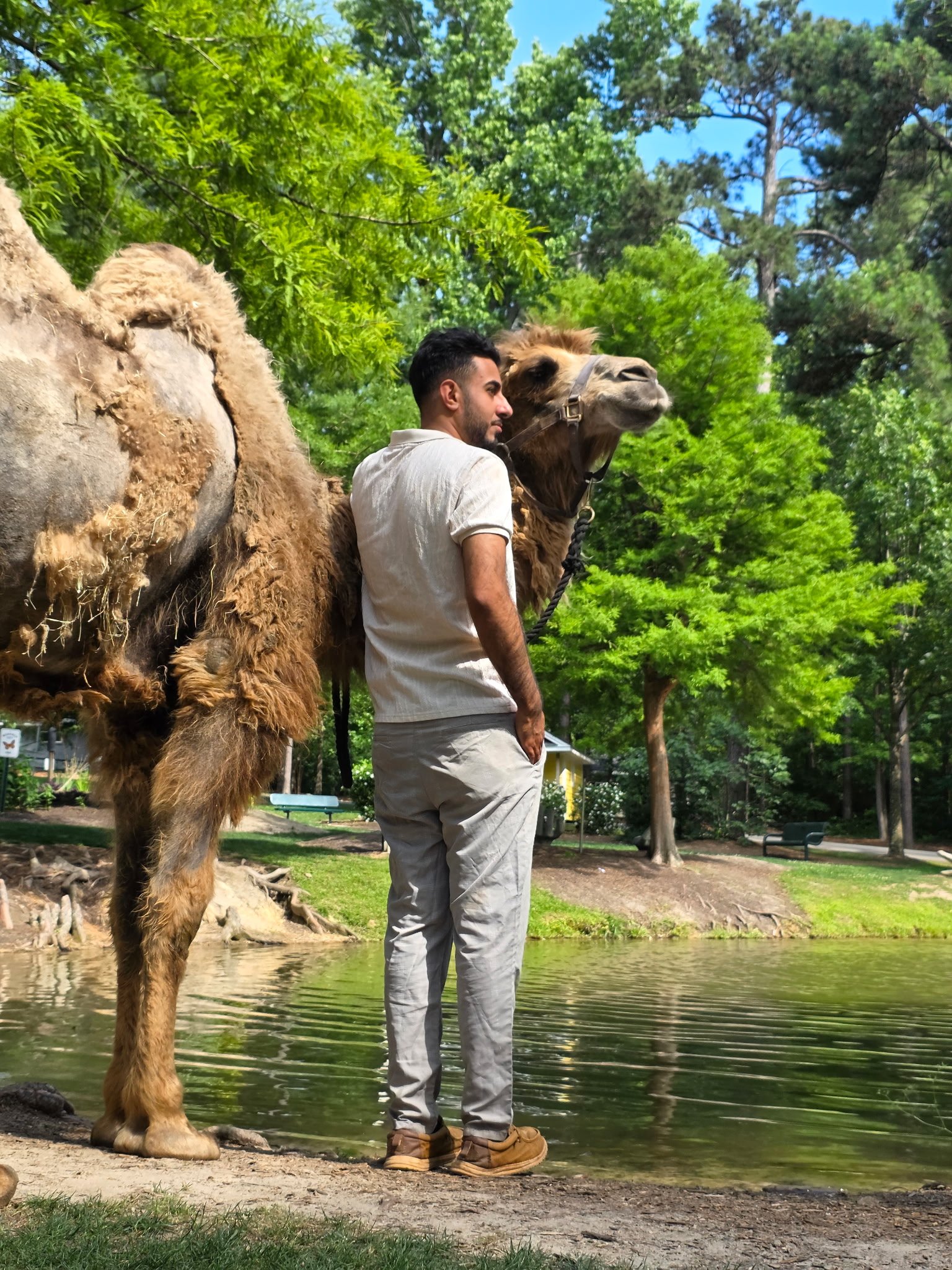 Camel in warm natural light