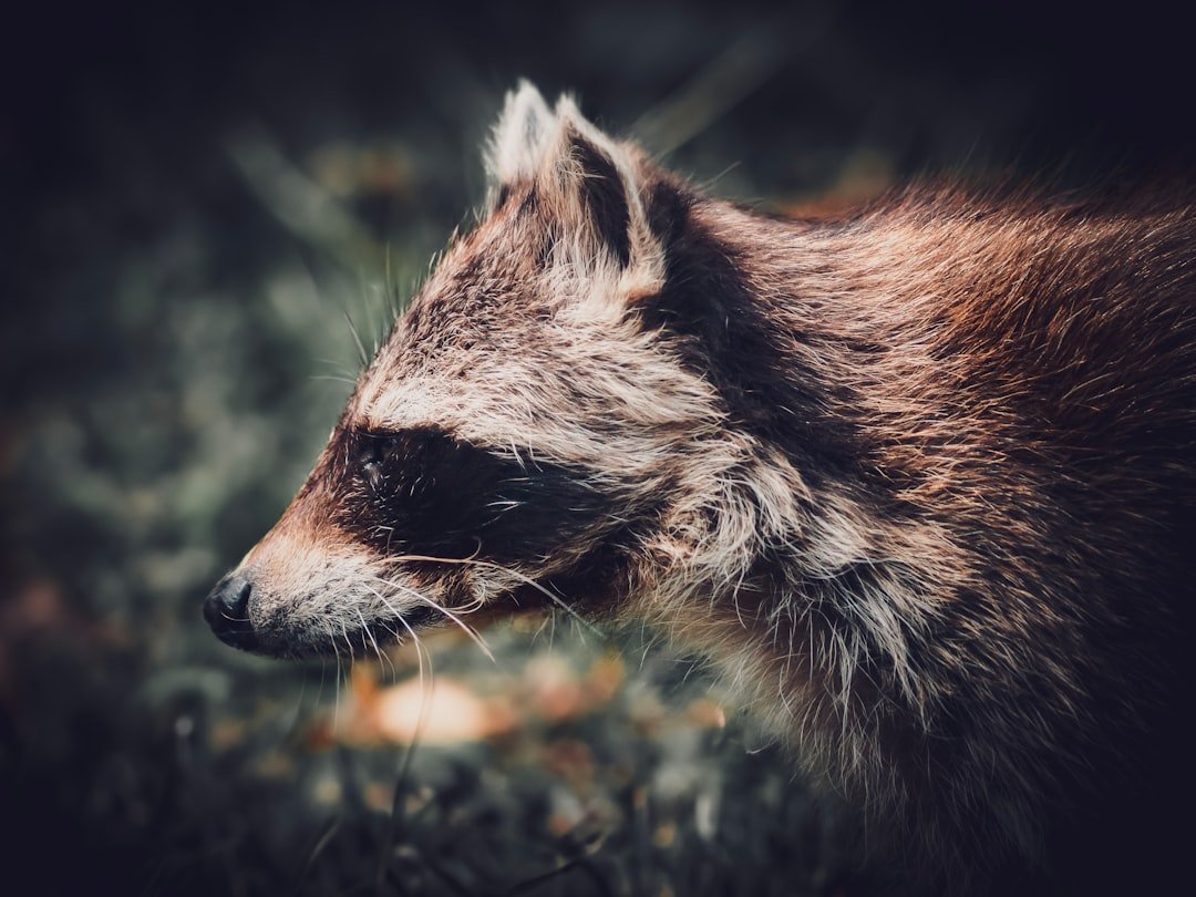 Raccoon in woodland