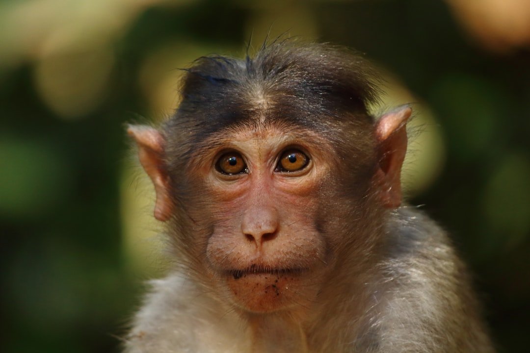 Primate portrait