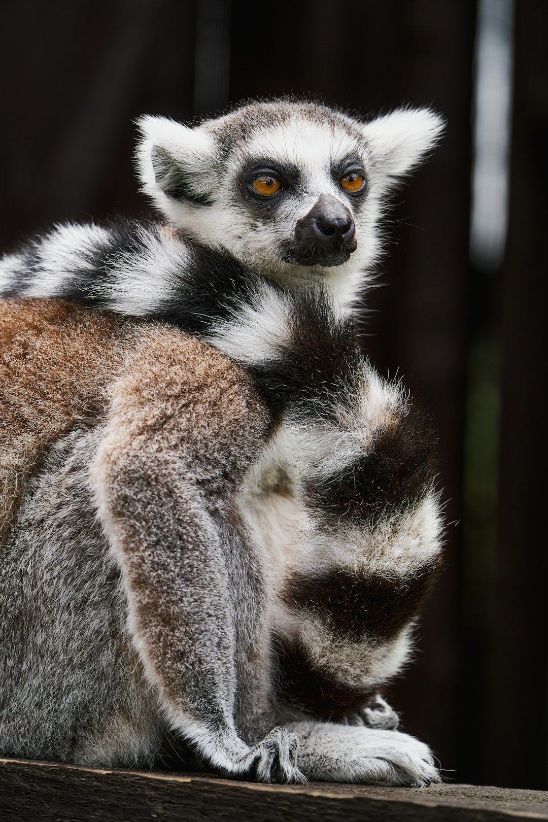 Ring-tailed lemur
