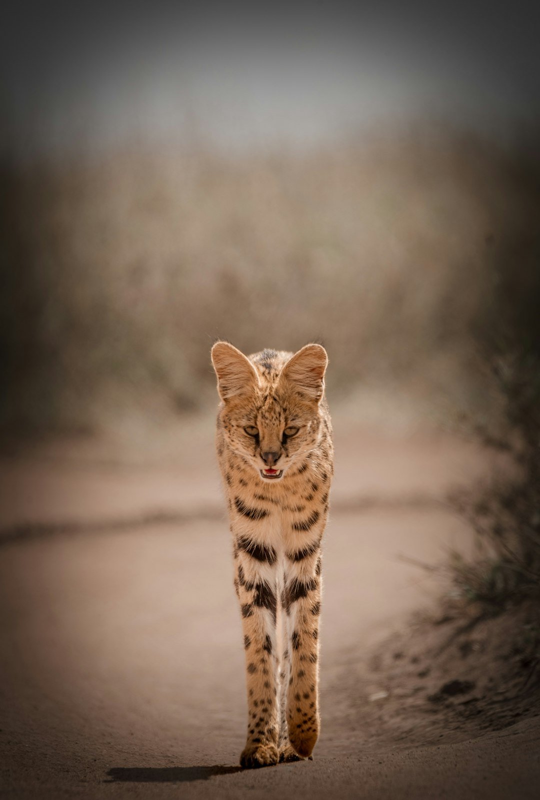 Serval portrait