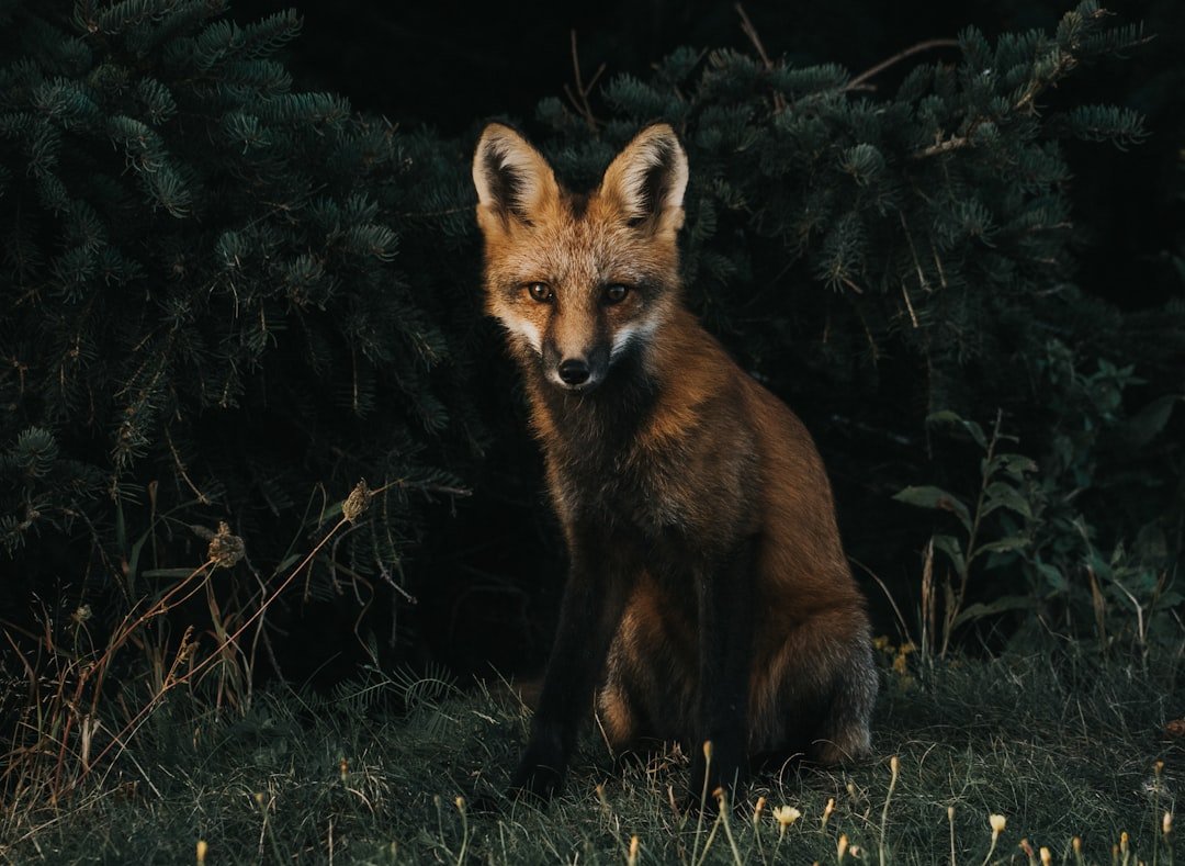 Fox portrait