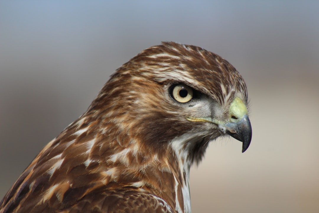 Raptor portrait