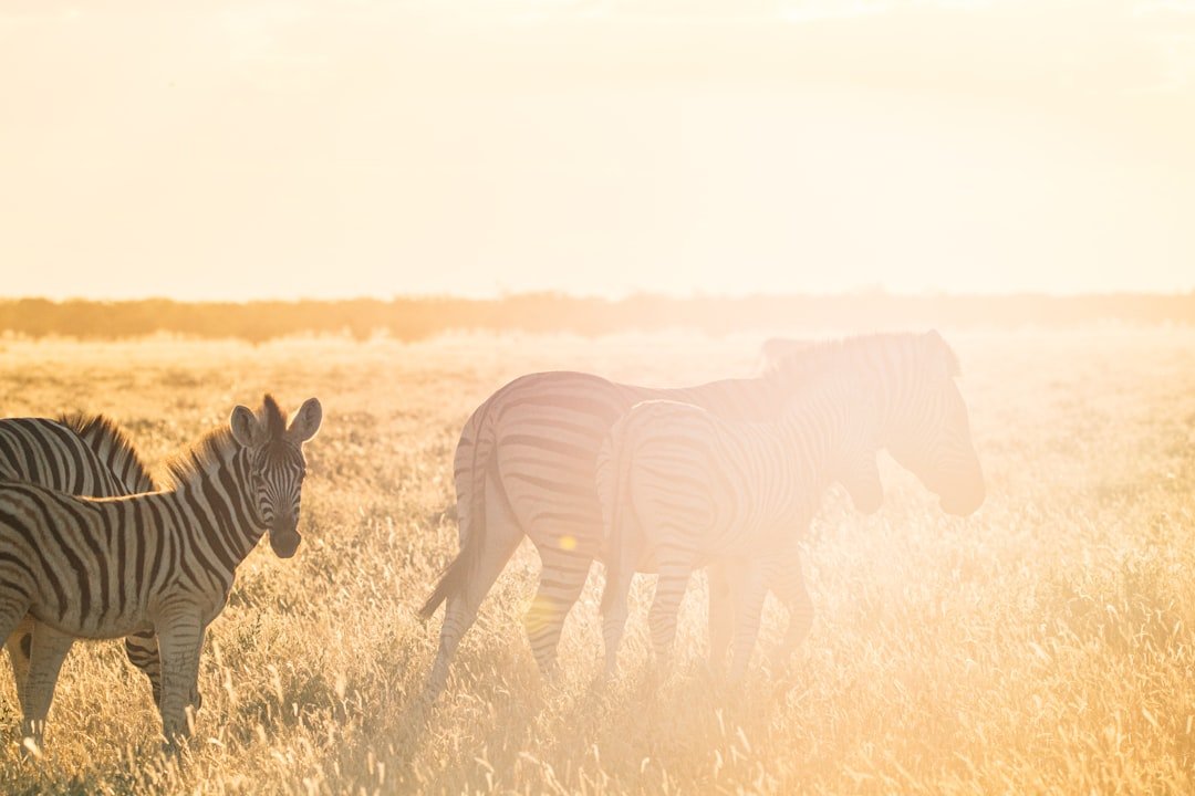 Zebras in habitat